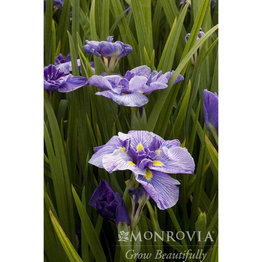 Iris du Japon « Papillons en vol »