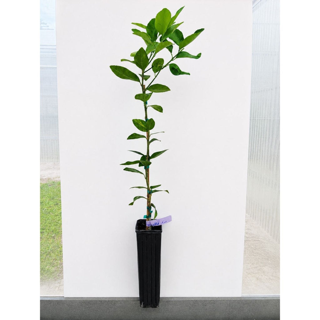 Persian 'Bearss' Lime Tree (FL)