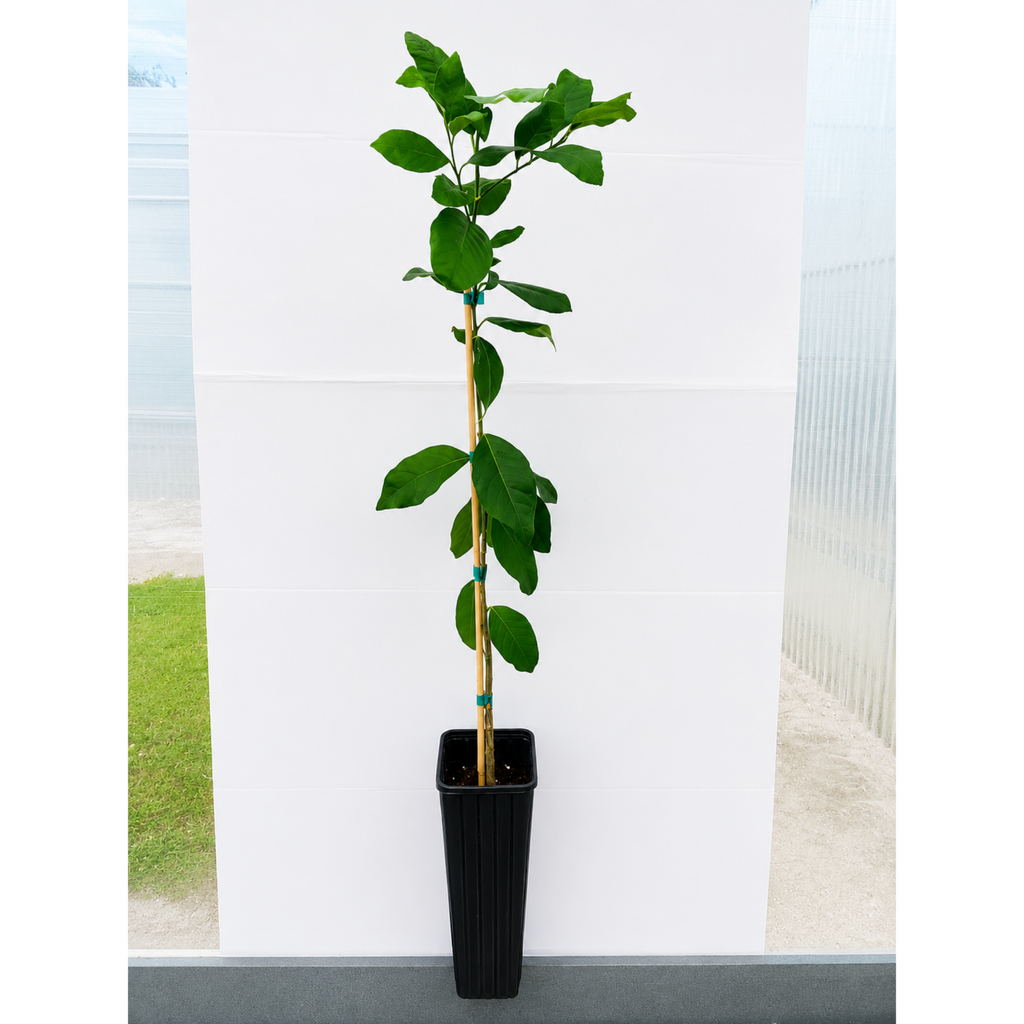 Harvey Lemon Tree (FL)