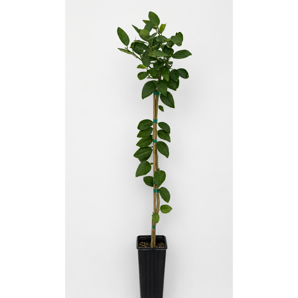 Key Lime Tree (FL)