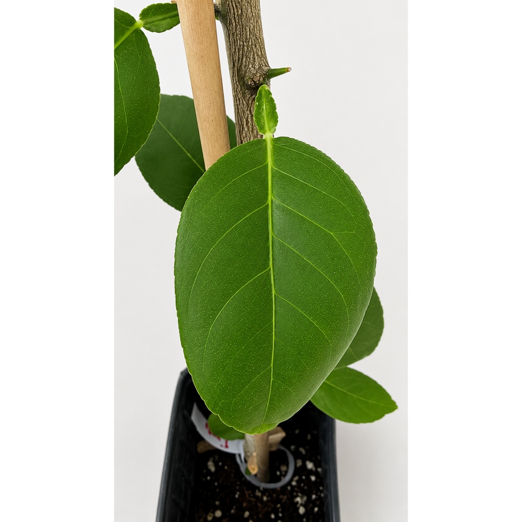 Key Lime Tree (FL)