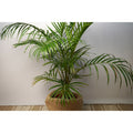 Hawaiian Kentia Palm