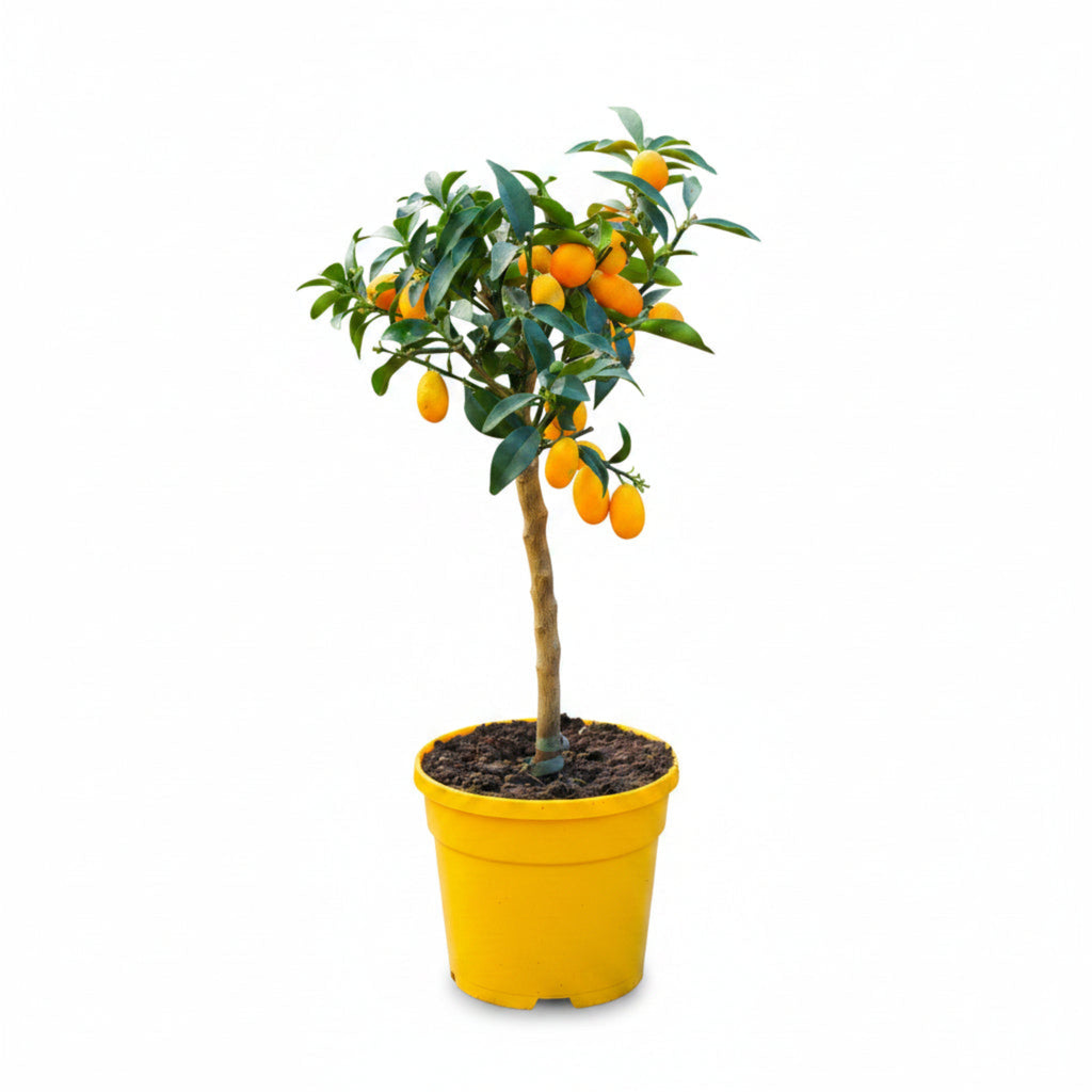Nagami Kumquat Tree