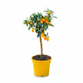 Nagami Kumquat Tree