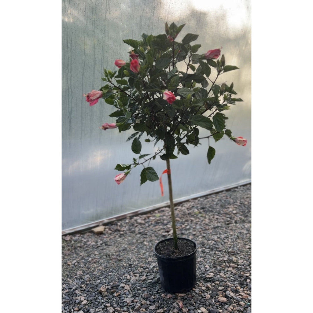 Hibiscus Tree