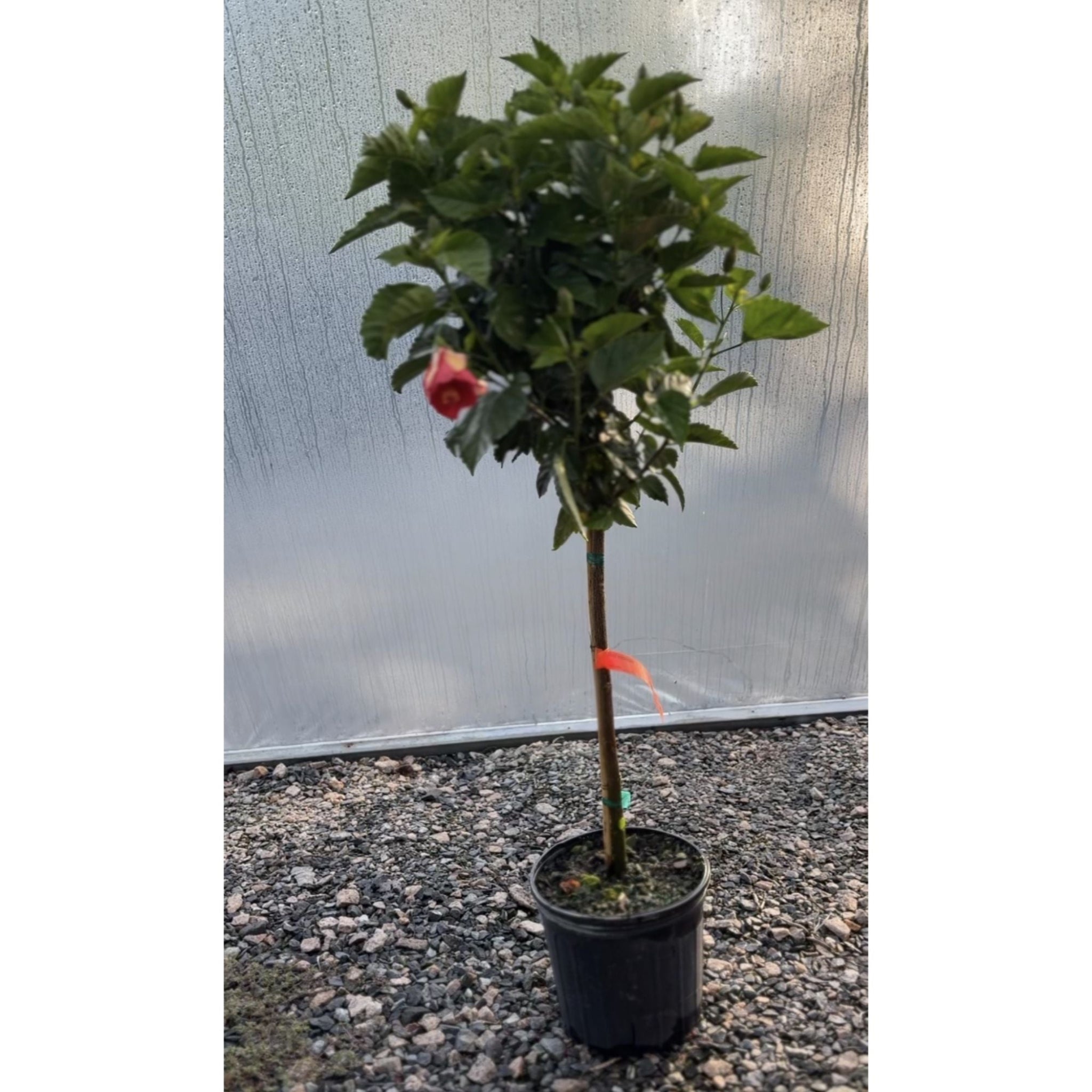 Hibiscus Tree