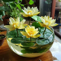 Graines de lotus jaune – Fleurs aquatiques éclatantes pour bassins et jardins aquatiques